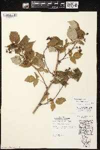 Rubus x neglectus image