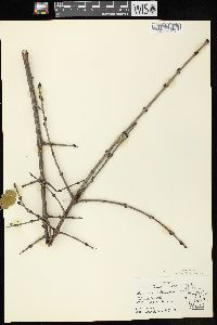 Rhamnus cathartica image