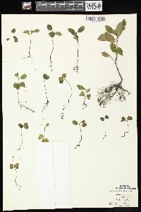 Rhamnus cathartica image