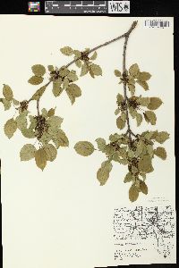 Rhamnus cathartica image