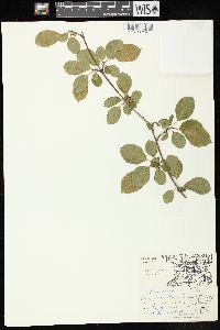 Rhamnus cathartica image