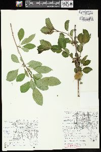 Rhamnus cathartica image