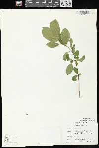 Rhamnus cathartica image