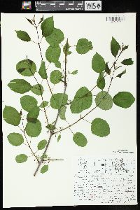 Rhamnus cathartica image