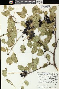 Rhamnus cathartica image