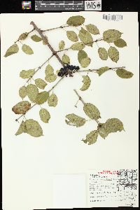 Rhamnus cathartica image