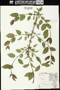 Rhamnus cathartica image