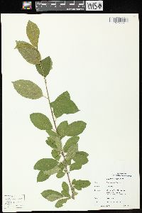 Rhamnus cathartica image