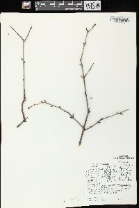 Rhamnus cathartica image