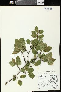 Rhamnus cathartica image