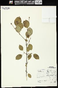 Rhamnus cathartica image