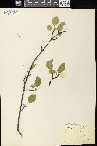 Rhamnus cathartica image