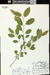 Rhamnus cathartica image