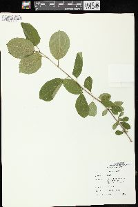 Rhamnus cathartica image