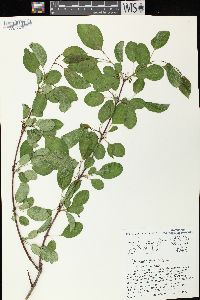 Rhamnus cathartica image