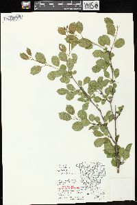 Rhamnus cathartica image