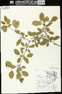 Rhamnus cathartica image