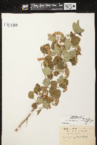 Physocarpus opulifolius var. opulifolius image