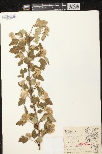 Physocarpus opulifolius image