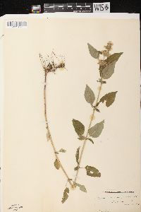 Blephilia hirsuta var. hirsuta image