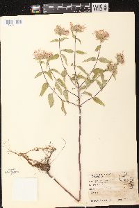 Monarda fistulosa subsp. fistulosa image