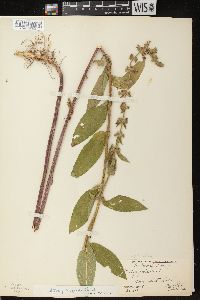 Stachys tenuifolia image