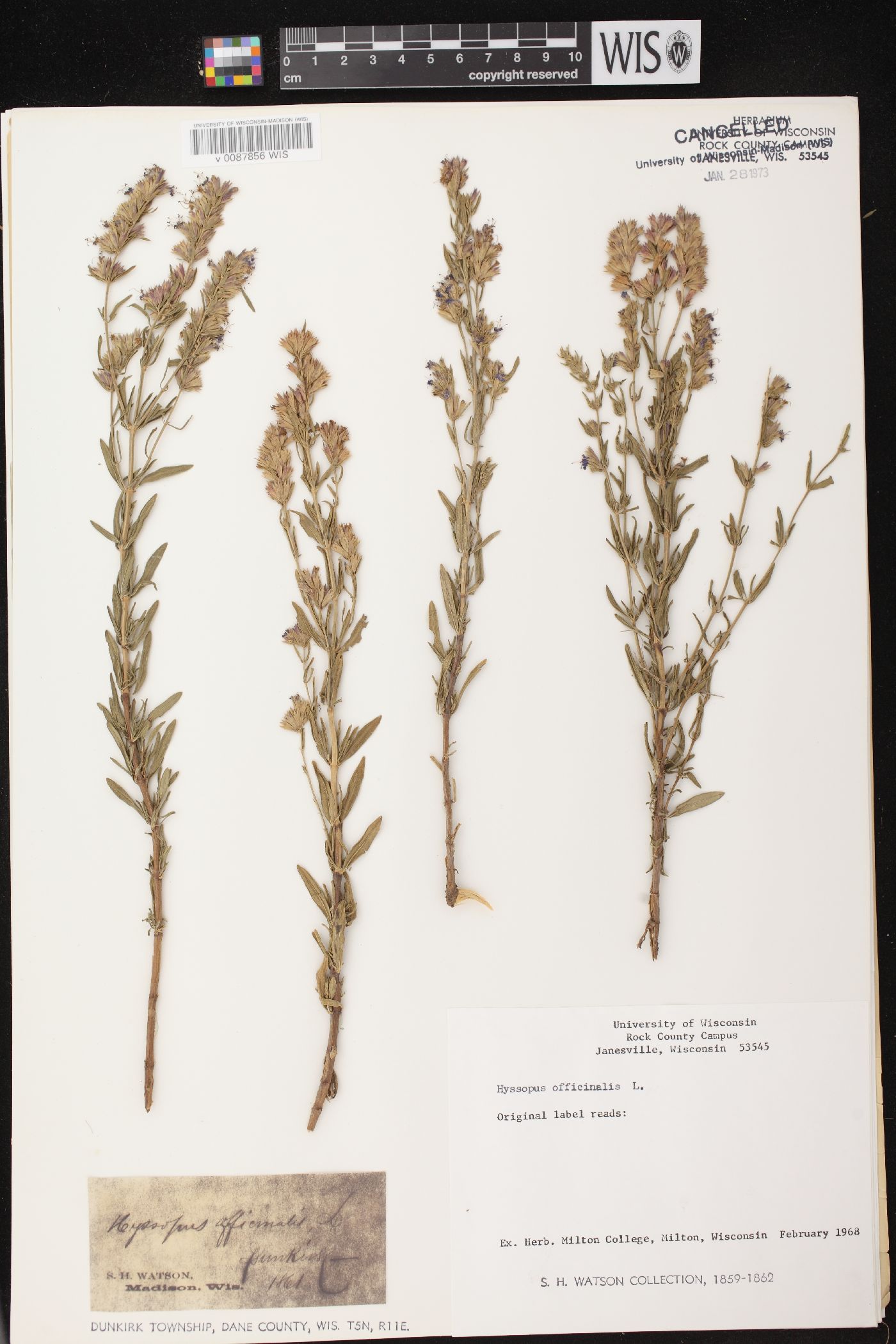 Hyssopus officinalis image