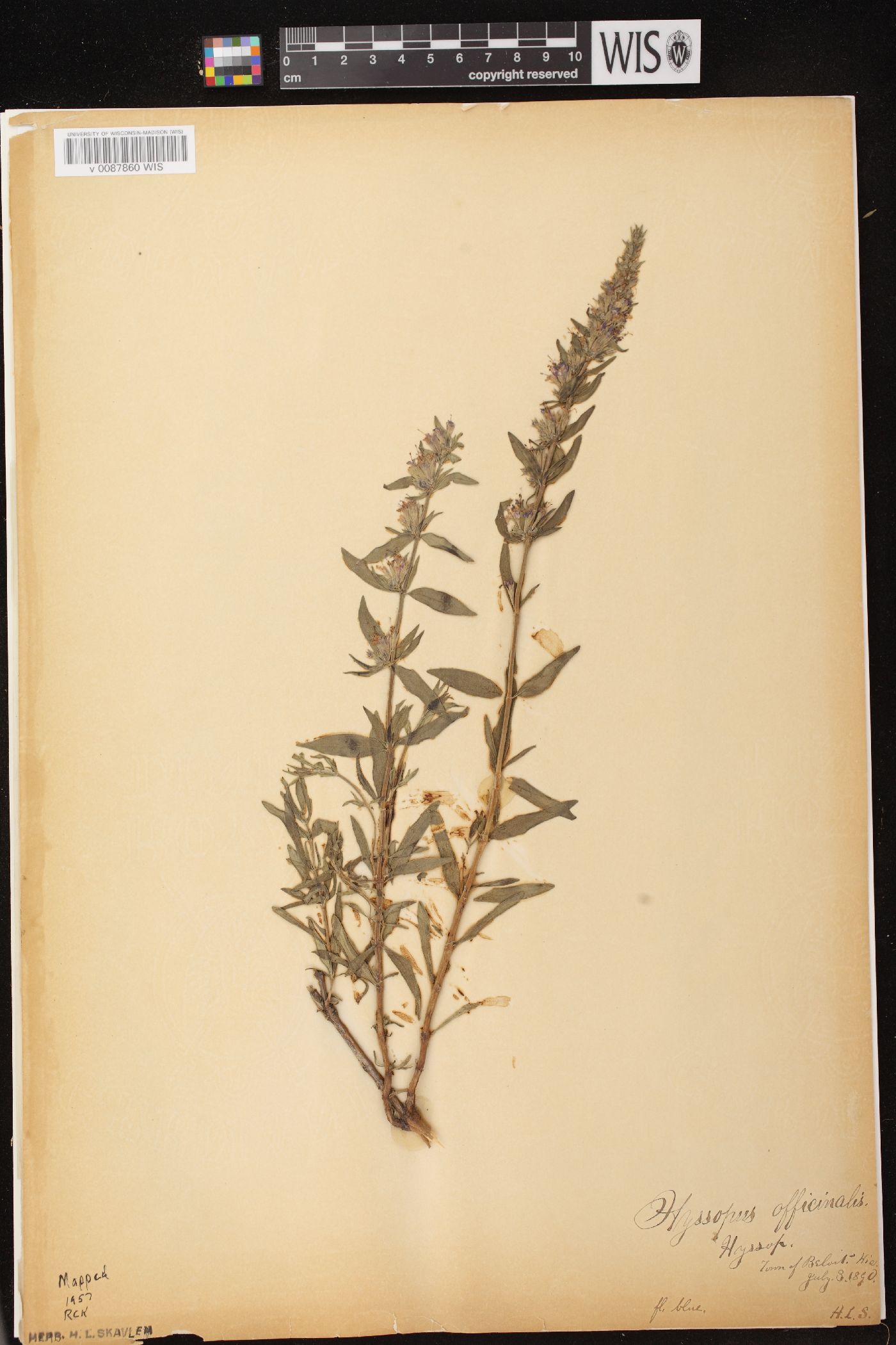 Hyssopus officinalis image