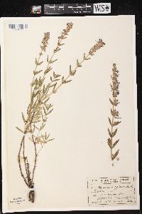 Hyssopus officinalis image