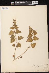 Lamium maculatum image