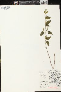 Scutellaria lateriflora image