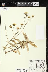 Hieracium umbellatum image