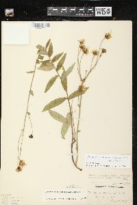 Hieracium umbellatum image