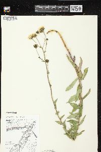 Hieracium umbellatum image