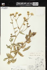 Hieracium umbellatum image