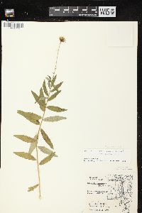 Hieracium umbellatum image