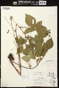 Rubus ithacanus image