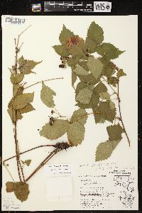 Rubus ithacanus image