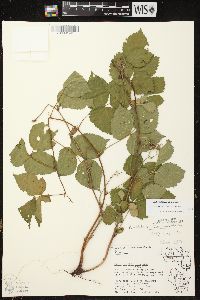 Rubus ithacanus image