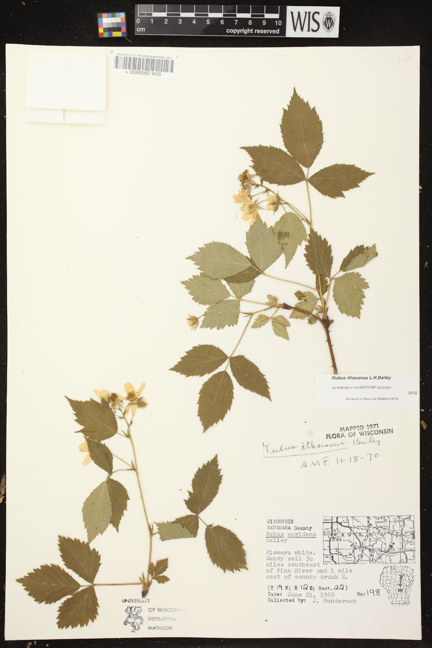 Rubus ithacanus image