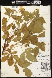 Rubus ithacanus image