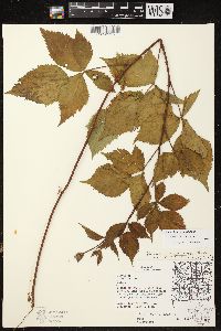 Rubus ithacanus image