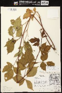 Rubus ithacanus image