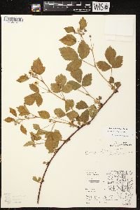 Rubus ithacanus image