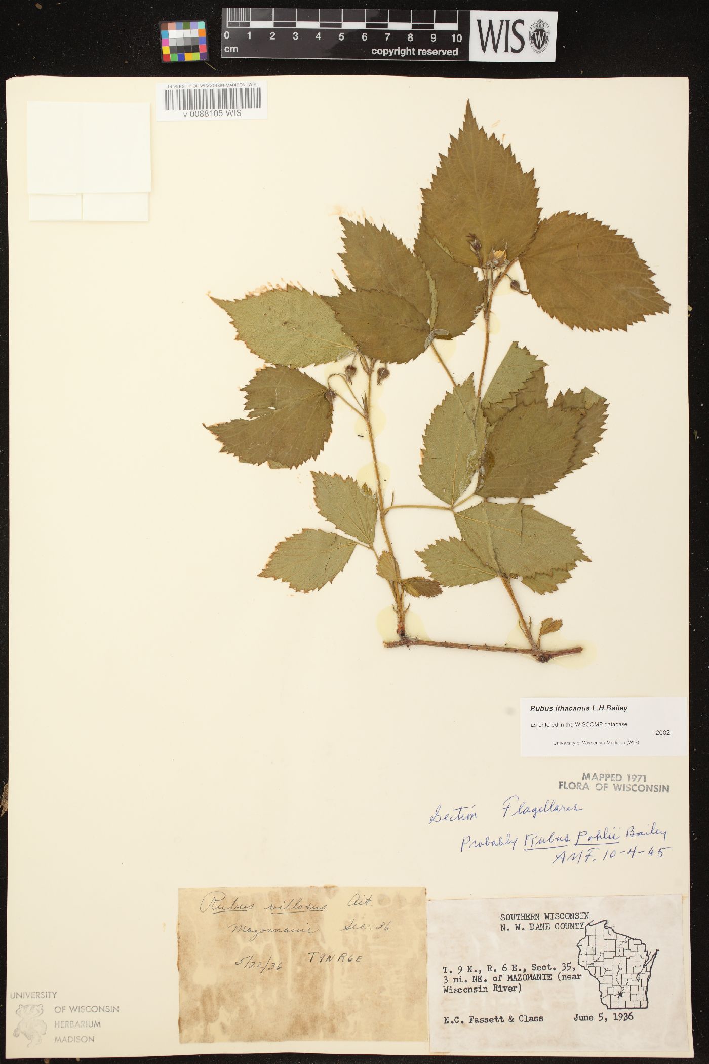Rubus ithacanus image