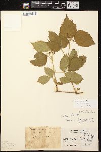 Rubus ithacanus image