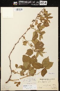 Rubus ithacanus image