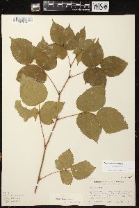 Rubus ithacanus image