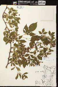 Image of Rubus junceus
