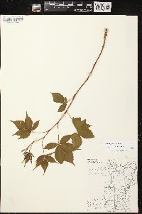Rubus junceus image